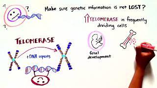 Team Telomere: Telomere Biology Disorders