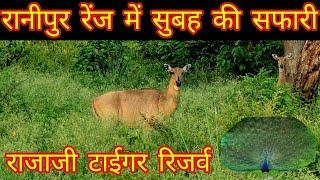 Jungle Safari Ranipur Gate | Rajaji National Park | Beriwara Forest Rest House | #haridwar