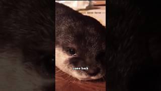 Crying little otter  #rescue #animals #shortvideo #cute