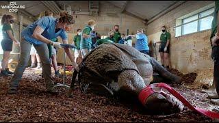 Incredible footage of a rhino’s eye surgery