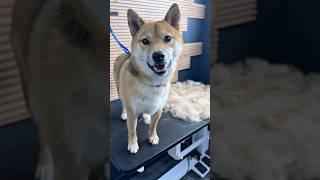Сиба-ину. Король драмы ️ #сиба #fyp #viral #dog #рек #собака #животные #собакарубик #dogs