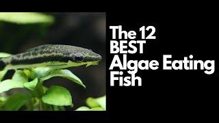 The 12 Best Algae Eating Fish 