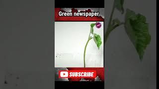 Fact about green news paper and cucumbers #viral #fact #Short