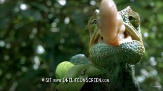 Chameleon Tongue In Slow Motion | One Life | BBC Earth