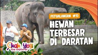 Kak Yogi The Explorer #10: Hewan Terbesar Di Daratan