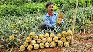 Harvesting Pineapple Garden Go To The Market Sell - Taking care of pets | Solo Survival