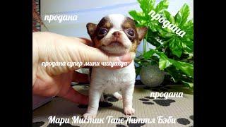 ПРОДАНА Мари Мистик Таис / ПРОДАЮ ОЧЕНЬ ДОРОГО Щенков породы ЧИХУАХУА питомник РКФ Мари Мистик