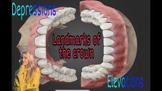 دينتال اناتومي - الجزء الخامس  ( landmarks of the teeth )