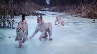 Lynx kittens playing on ice