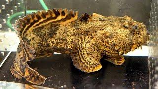 Facts: The Oyster Toadfish