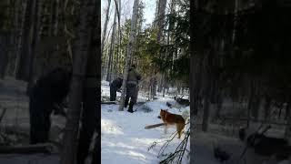 Сумашедшая охота на медведя. Тут все как НЕ нужно делать прям!