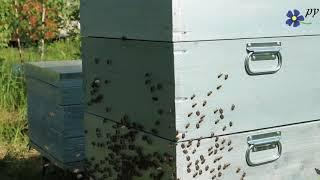 Выкучивание пчел из улья