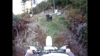 Motorcyclist gets ambushed by the Angry Ram