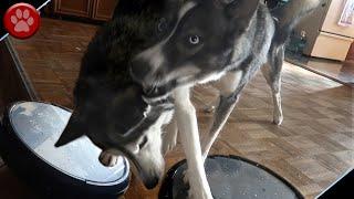 NORA THE HUSKY FIGHTS THE ROOMBA!