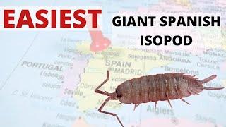 Porcellio valencia  |  THE Giant Spanish Isopod to Start With