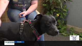 Pet of the Week:  Pluto