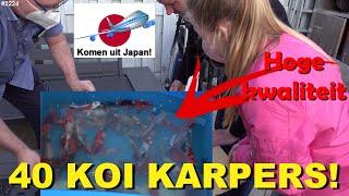 IMPORT JAPANSE KOI KARPERS eindelijk in NEDERLAND. Wat heeft PAPA GEKOCHT? #2224