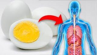 Eat 1 Boiled Egg Every Day and This is What Happens To Your Body