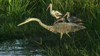 Everglades National Park DVD