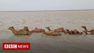 The rare Indian swimming camels under threat - BBC News