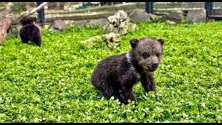 Мы изо всех сил стараемся не брать мишек на руки, они должны побегать!)