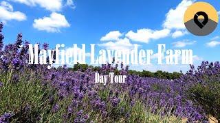 Mayfield Lavender Farm | Day Tour