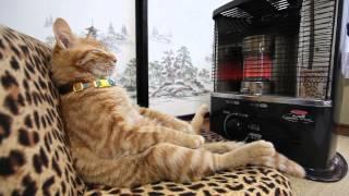 ストーブの前の猫　Cat to warm by a heater