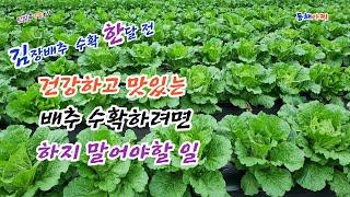 김장배추 수확 한 달 전 이거 하지 않으면 맛있는 배추 수확 해요.What you shouldn't do a month before harvesting kimchi cabbage.