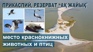 Каспийское море. Остров Шалыга. Туризм. Путешествие. Виктор Сутягин.