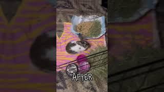 Before vs afte cleaning Mochas cag! ︎ #mocha #bunny #cutebunny #viral #cleaning  #viralvideo #edit