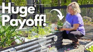 Best Hack for Growing Flowers on the Cheap! Grow Seeds with Winter Sowing. See the Results!