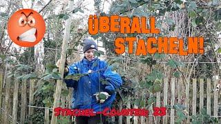 Winter pruning: ESCALATION on the blackberry trellis!  (EN subtitles)