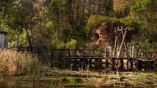 Could Disney's Closed River Country Ride Be Perfect Place for Gators to Thrive?