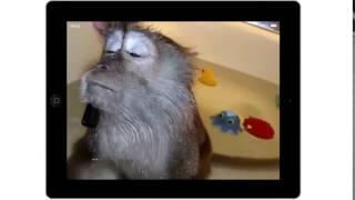 обезьяна в ванной, прикол