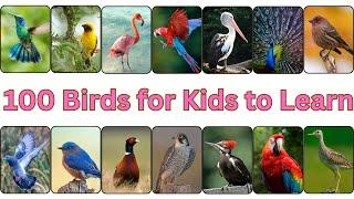 100 Bird Names | 100 Bird Names Every Kid Should Know