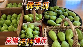 【佛手瓜】一下子收了这么多瓜 提前发芽了怎么办？如何保鲜 选种？#chayote