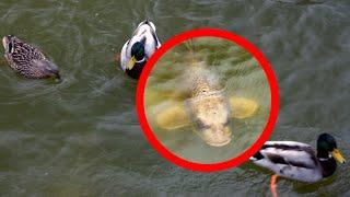 Huge fish spotted whilst feeding the ducks