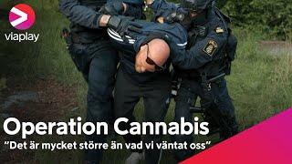 "Det är mycket större än vad vi väntat oss" | Operation Cannabis | A Viaplay Original