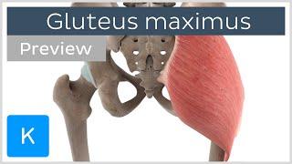 Functions of the gluteus maximus muscle (preview) - 3D Human Anatomy | Kenhub