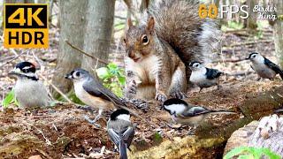 Cat TV for Cats to Watch  Countless Birds and Squirrels  8 Hours 4K HDR 60FPS