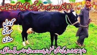 13-08-2024 MilkingCows Fresh Rate on Gondal Mandi!Gondal Mandi latest update!#cow#dairy#farming