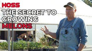 How To Grow Melons The EASY Way!