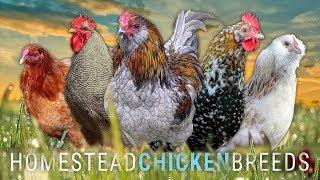 Which CHICKEN BREED is RIGHT for YOUR HOMESTEAD? | Lumnah Acres, Grass-fed Homestead, Cog Hill Farm