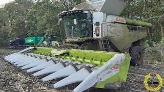 CLAAS LEXION 8800 TT / Mais Dreschen - CCM 2019 / Claas Corio 1275 C  / 2 Hawe / Corn Harvest