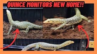 YELLOW QUINCE MONITOR LIZARD NEW HOME!!!