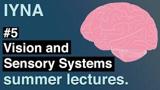 Vision and Sensory Systems | IYNA Summer Lectures #5