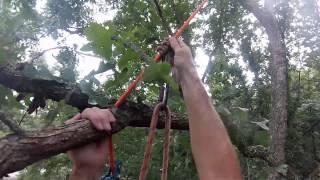 Chasing the prusik thru the canopy, passing small brances to reach your primary support point.