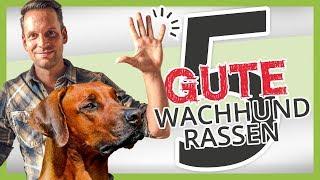 Die 5 besten WACHHUNDE Rassen