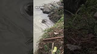 River Otter  IRAN wildlife / #iran #nature #ایران #wildlife #otter #riverotter #mazandaran