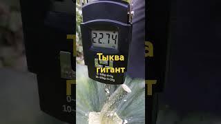 Вырастила тыкву гигант!